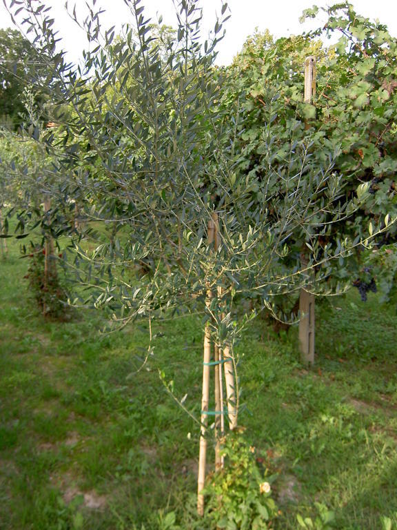 Monteortone